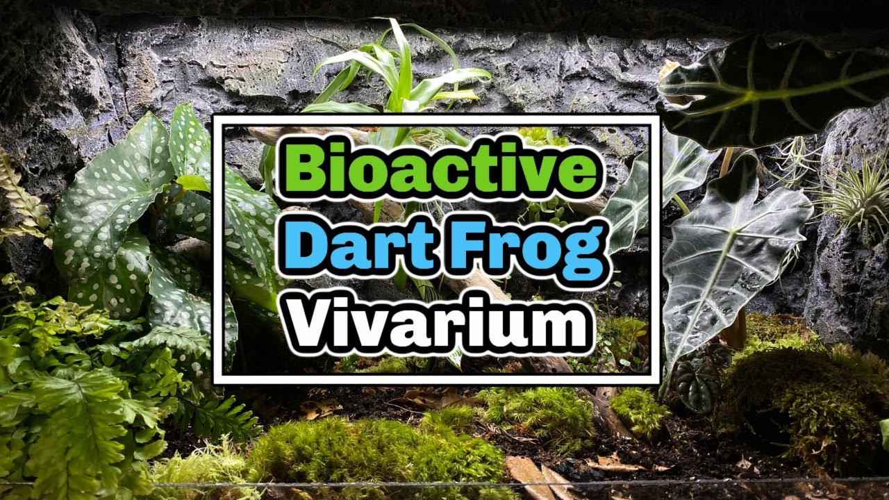 Bioactive Dart Frog Enclosure Setup NanoVivarium Challenge Vision