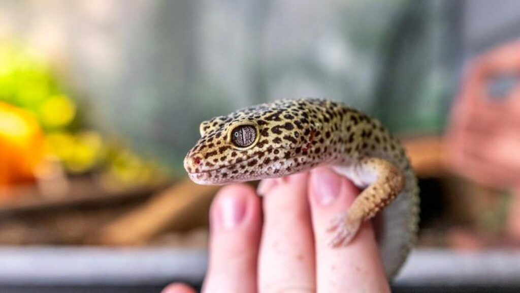 leopard gecko held in owners hand