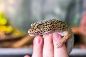 leopard gecko held in owners hand