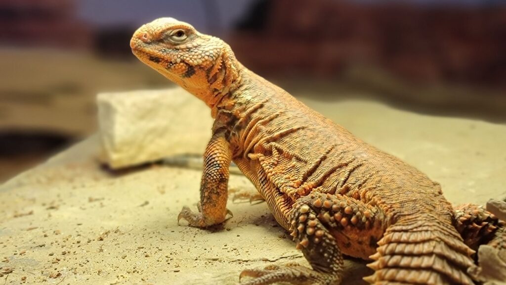 uromastyx lizard basking under a light