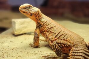 uromastyx sitting on underneath a basking light