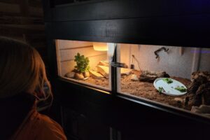 Vision Cages for Reptile Habitat