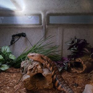 Vision Reptile Cage for Blue-tongued Skink