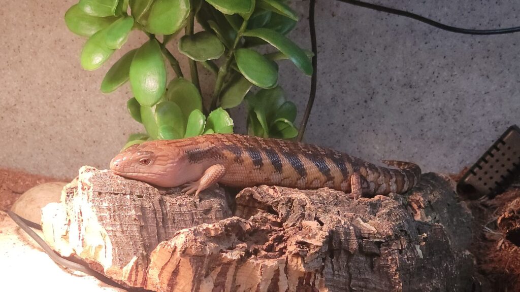 blue tongue skink basking on a rock in a Vision cage