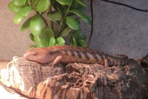 blue tongue skink basking on rock