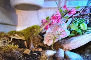 bioactive enclosure with colorful plants and decor