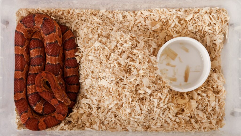 corn snake resting on wood shaving substrate