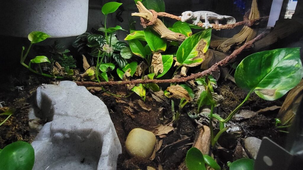 lizard in a bioactive enclosure