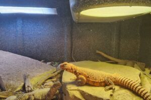 uromastyx basking under a light