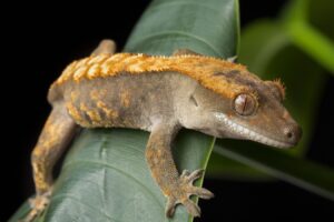 crested gecko on a plant