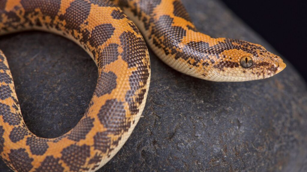 small reptile pet kenyan sand boa on a large rock