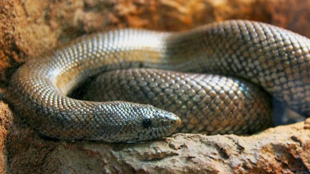 rosy boa resting on a rock