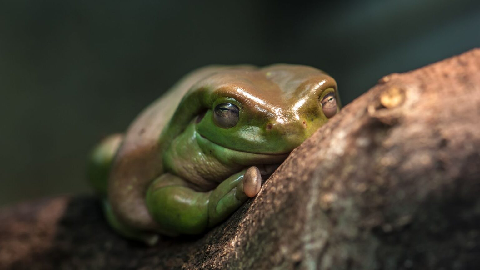 White's Tree Frog: Enclosure Requirements and Care Tips - Vision Products