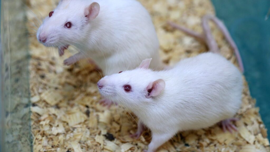 two albino mice in a rodent tub