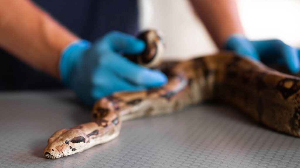 snake being examined at the vet