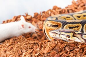 snake looking at albino mouse