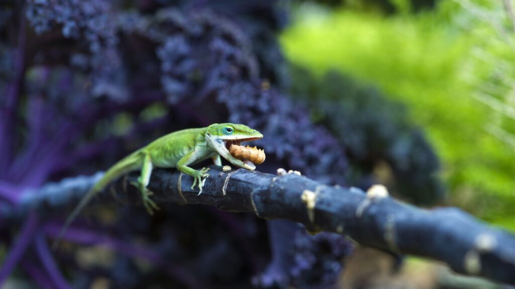 anole lizards eating on a tree branch