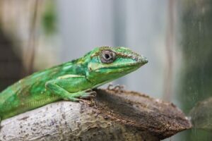 anole sitting on an elevated log