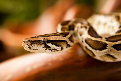 Burmese Python 