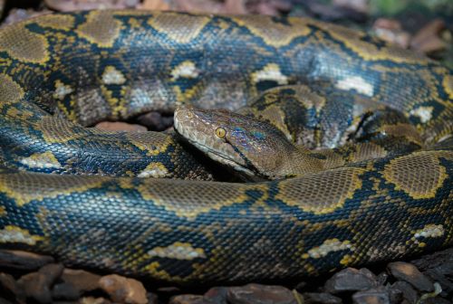 Reticulated Python