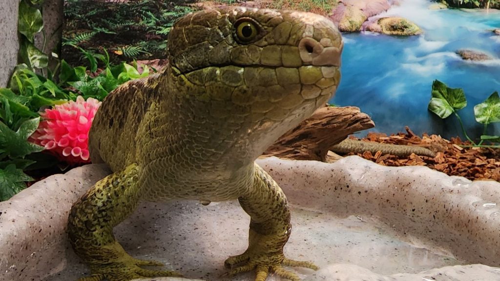 prehensile tailed skink standing in reptile enclosure