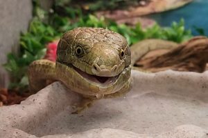 prehensile tailed skink drinking water